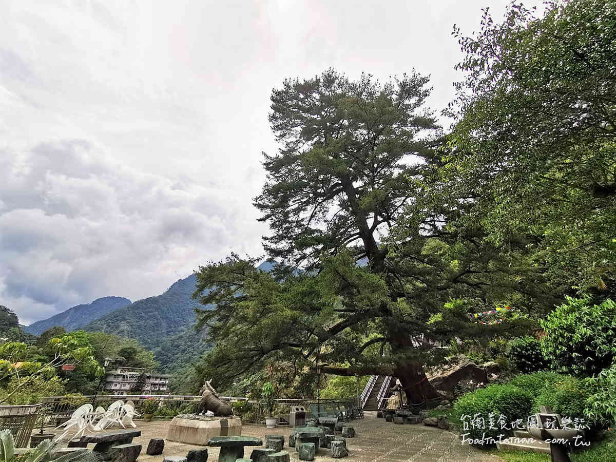 大臺中千年五葉松神木姻綠豬四方水第一家首間檜木溫泉標章旅館-谷關神木谷假期大飯店