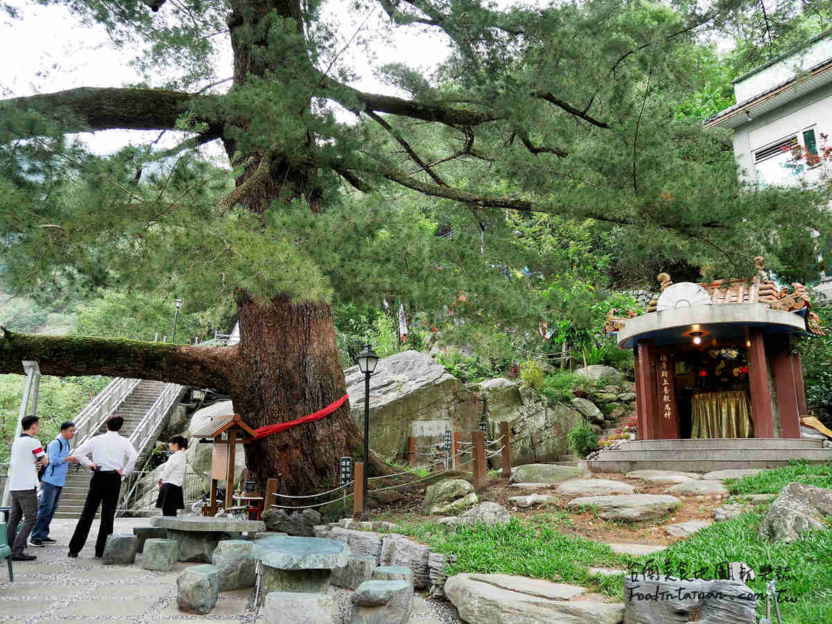 大臺中千年五葉松神木姻綠豬四方水第一家首間檜木溫泉標章旅館-谷關神木谷假期大飯店